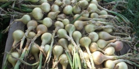 Kada ubrati luk posađen prije zime